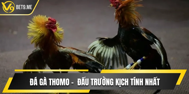 Đá gà Thomo