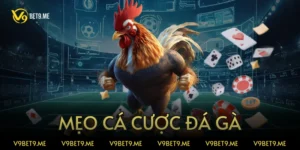 mẹo cá cược đá gà